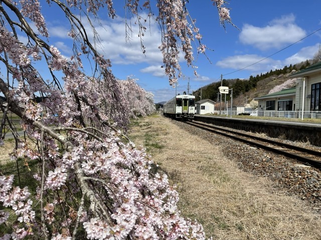 夏井駅の千本桜 Jsoフロンティア千本桜 中津史郎の海外ビジネス